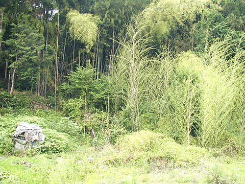 畑の裏の山に自生する竹