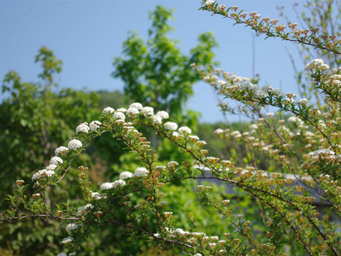 Jagar's Garden