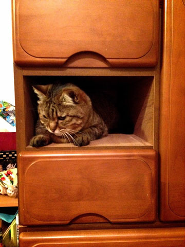 猫