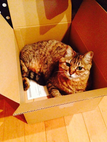 猫
