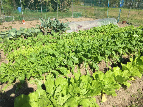 野菜