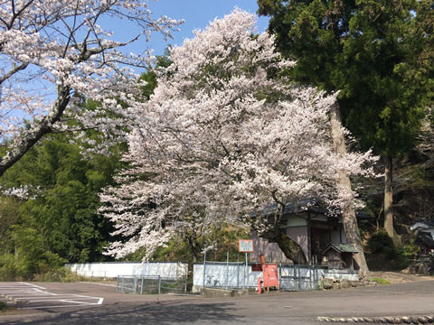 龍福寺の桜