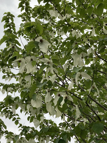 ハンカチの木の花