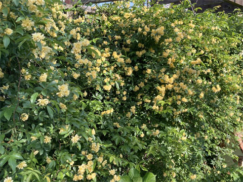 庭の花