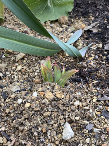 �A���E���̉�