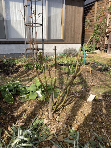 �o���̓~�I��