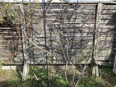 �o���̓~�I��