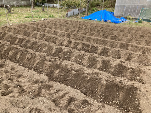 ����̐A���t��