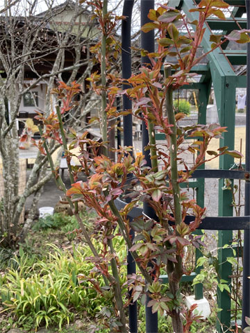 �o���̐V��