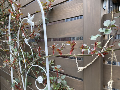 �o���̐V��