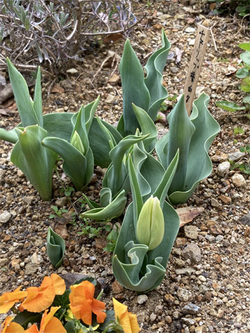 �`���[���b�v�̉�