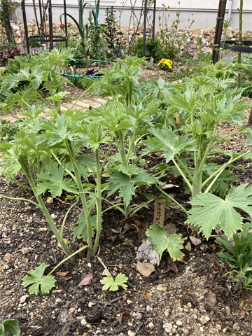 �f���t�B�j�E���⃋�s�i�X