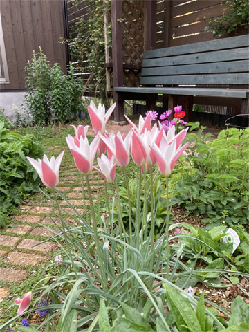 �`���[���b�v