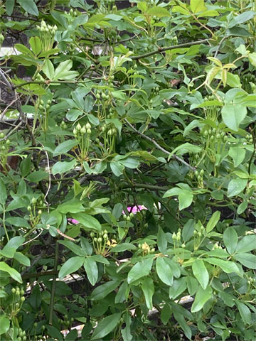 ���b�R�E�o��