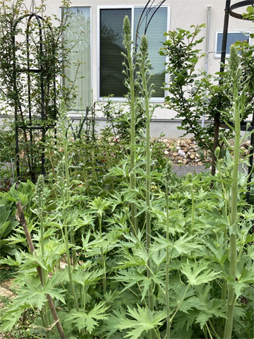 �f���t�B�j�E��