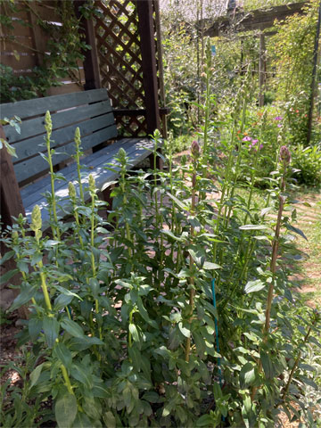 �L���M���\�E