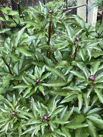 �V���N���N