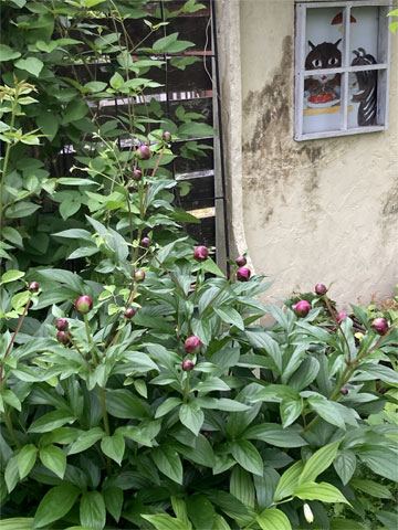 jagar's garden