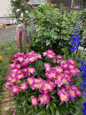 jagar's garden