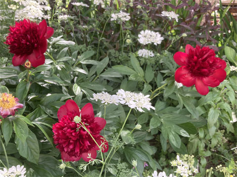 jagar's garden